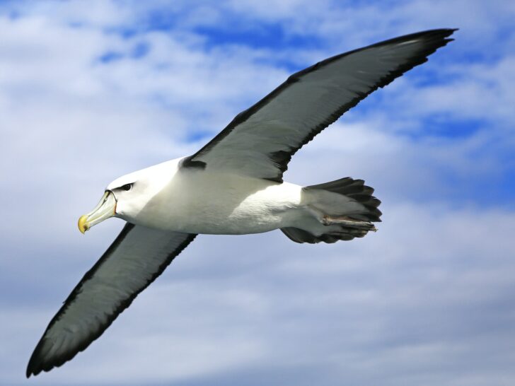 What Is An Albatross In Golf?