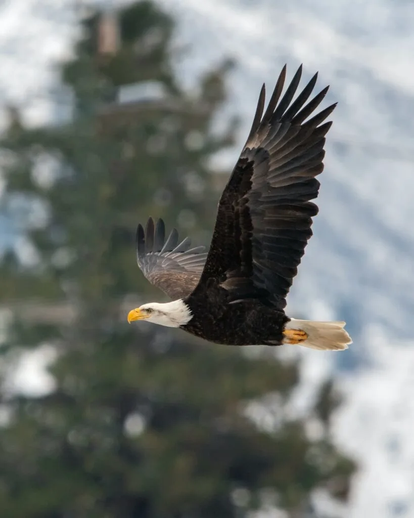 how to get an eagle in golf